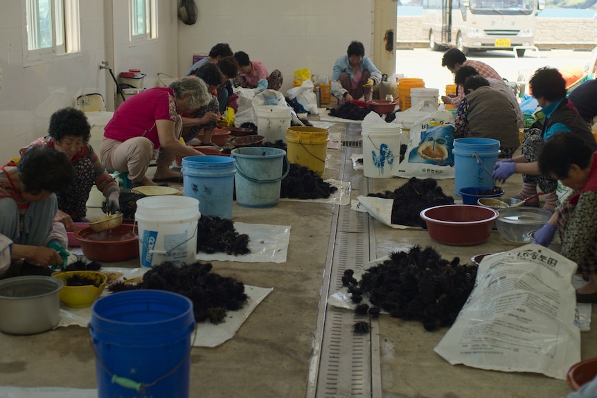 A group of about 12 women are seen sitting on the floor with their seafood catches of the day in front of them as they sort them