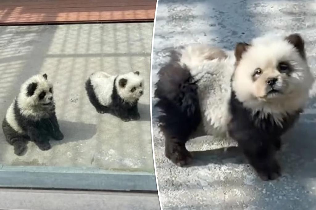 Zoogoers outraged to discover ‘panda’ exhibit was actually dogs dyed ...