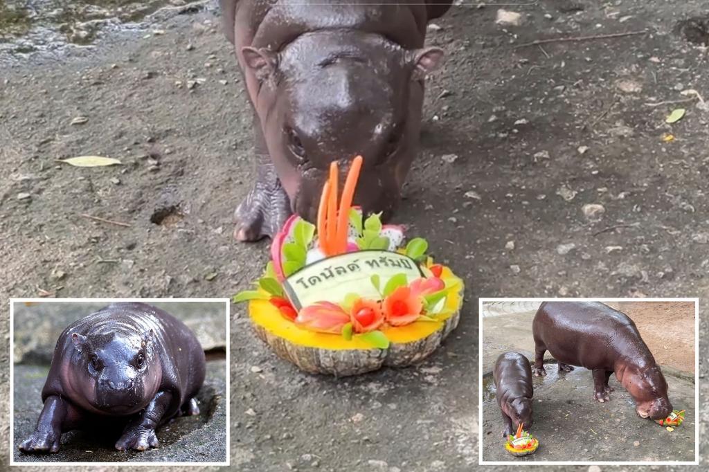 Thailand’s viral baby hippo Moo Deng predicts 2024 presidential election winner