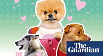 A chiweenie with an overbite and 1.9m followers: how Tuna and Instagram’s other top dogs rake in thousands per post