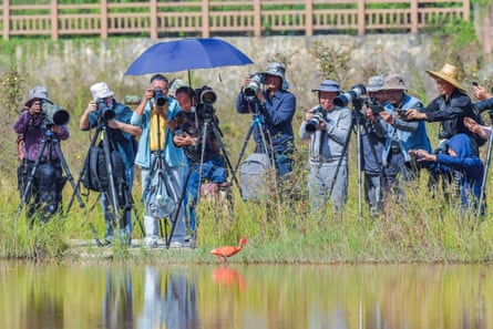 A group of photographers with tripods take photos of a scarlet ibis on a lake