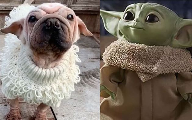 dog toy yoda