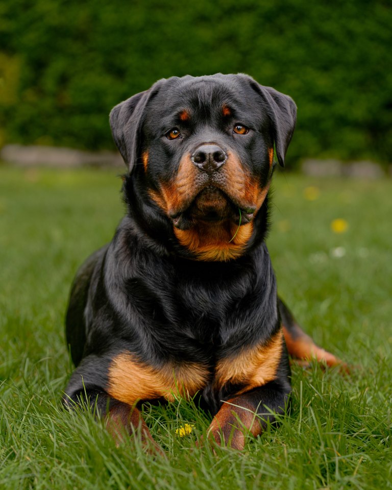 He revealed Rottweilers always made staff apprehensive