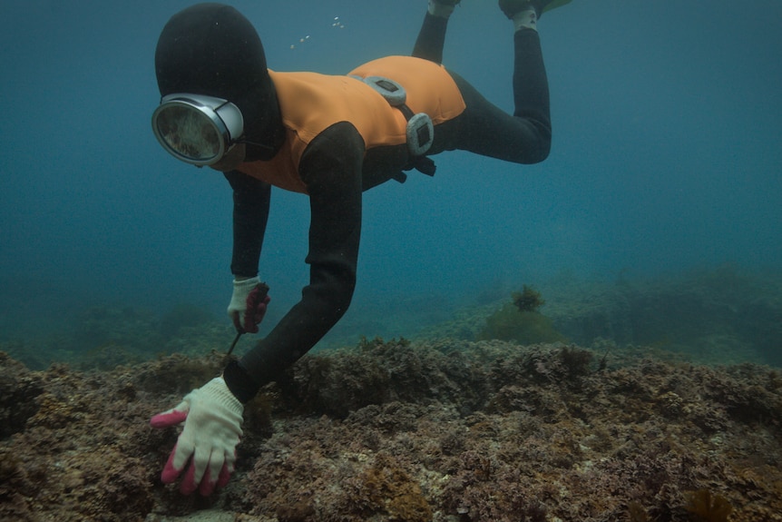 A woman is seen reaching towards an underwater formation with gloves on and a knife in one hand, wearing a wetsuit.