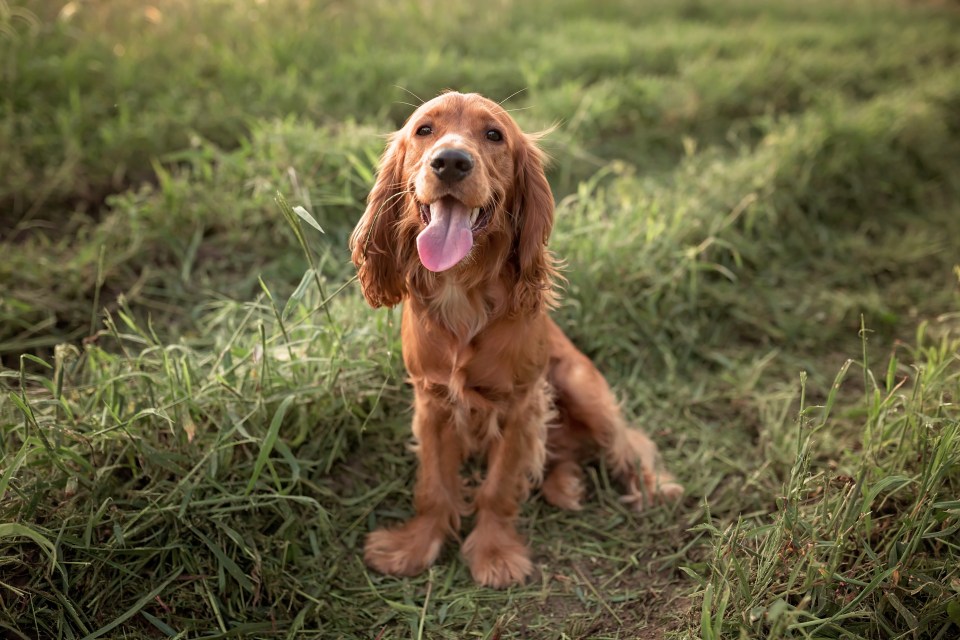 The family-favourite Cocker Spaniel also made it onto the list