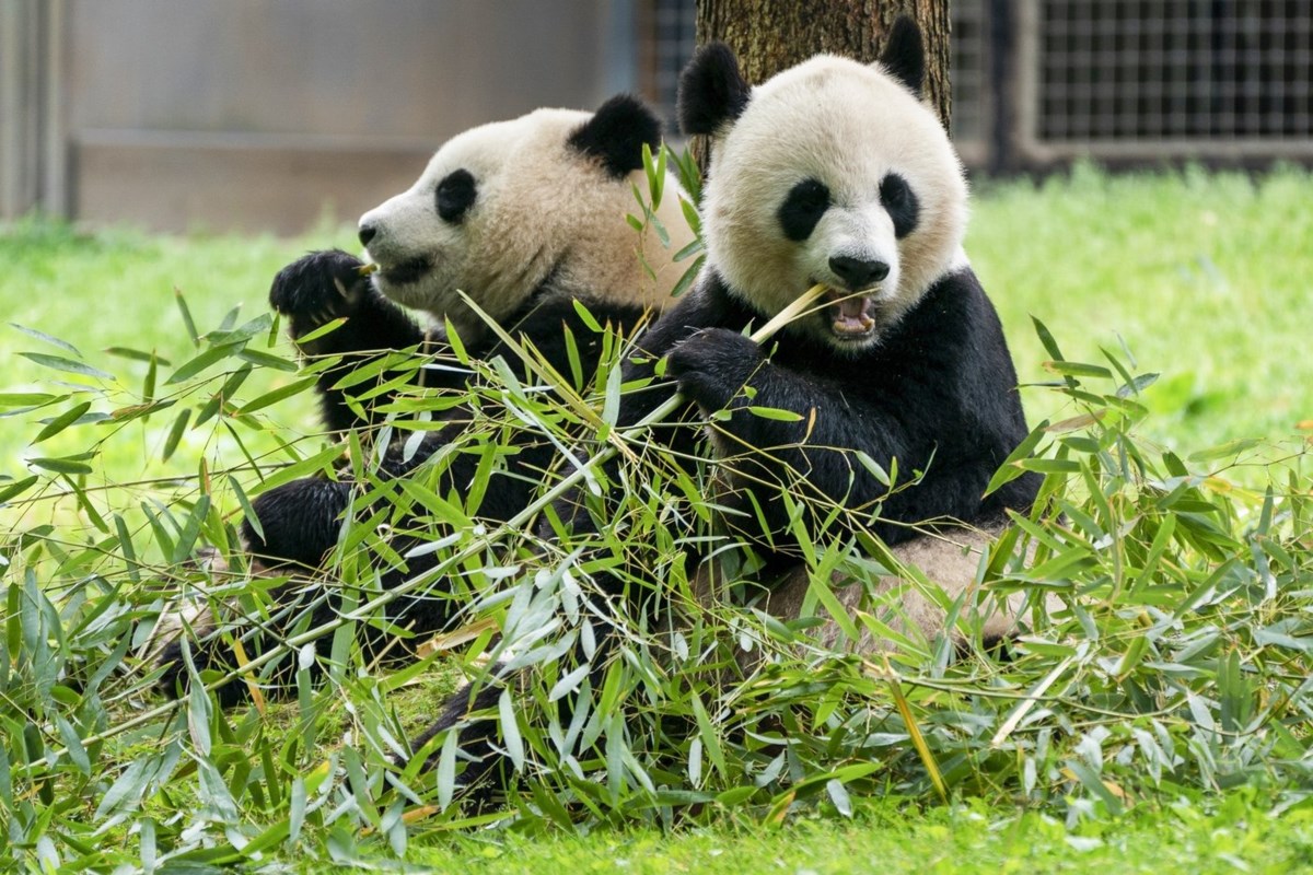 The pandas are coming! The pandas are coming!