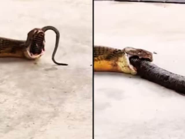 Watch: King Cobra Throws Up 3 Snakes In Middle Of Road