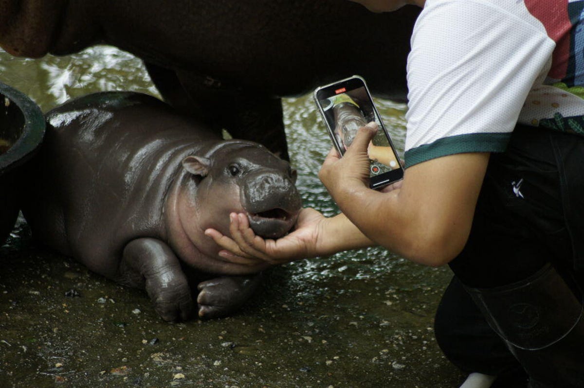 The zookeeper who cares for pygmy hippo Moo Deng in Thailand cradles the animal's head in order to take a photo.