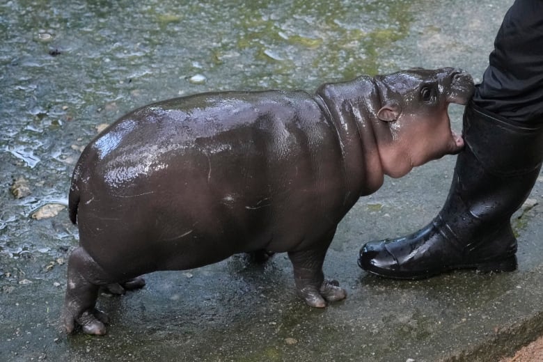 A  baby hippo bites a  leg