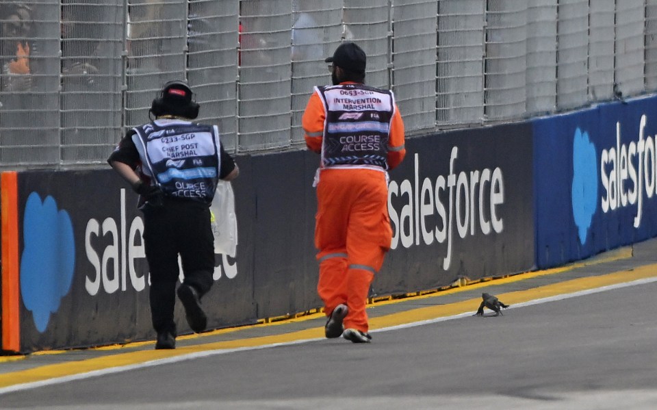 A race steward was caught out in a sprint race as he tried to catch the lizard