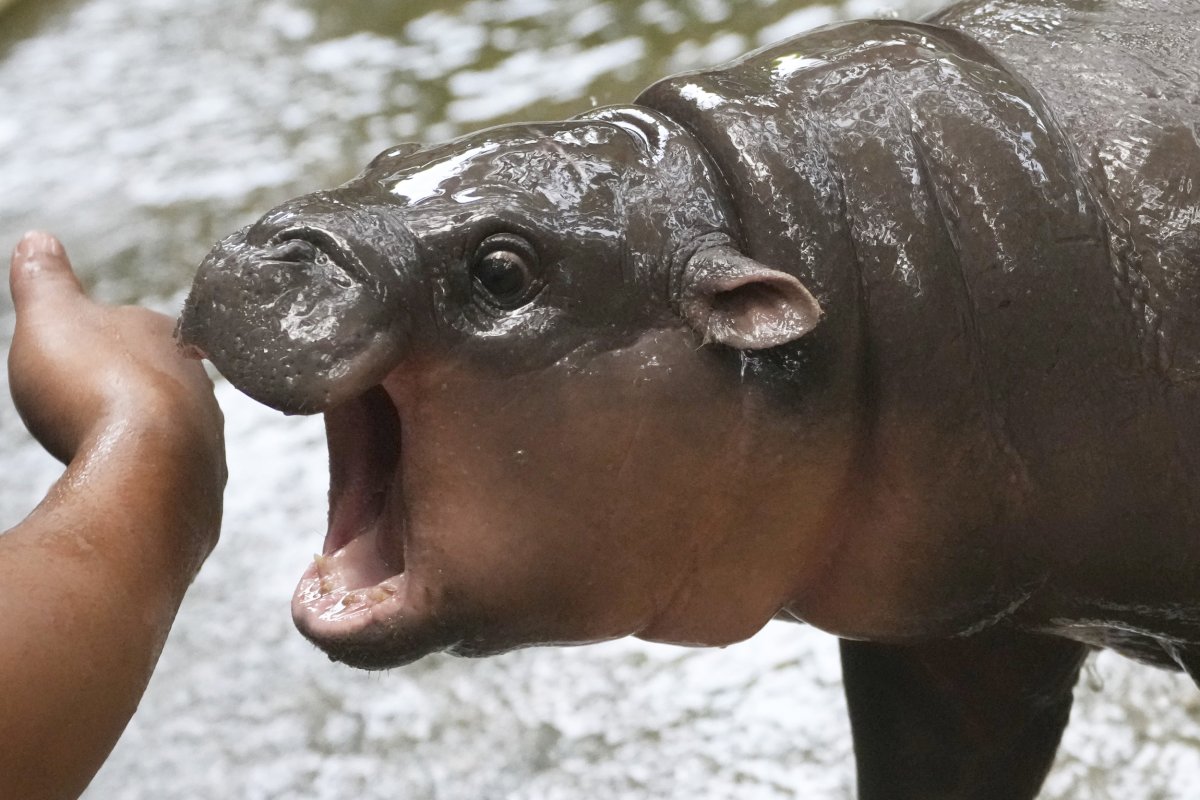 Moo Deng the pygmy hippo picks her president